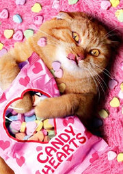 Sweetheart Cat Valentine's Day Greeting Card