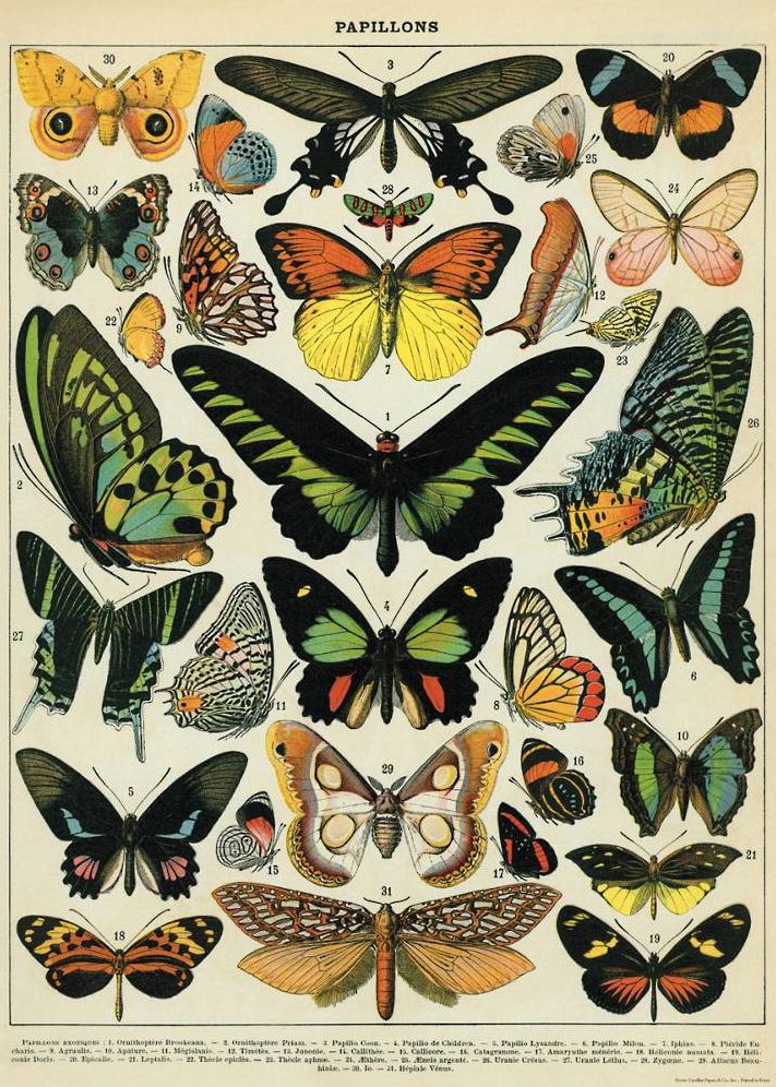 Butterflies Flat Wrap